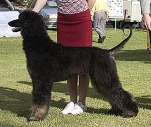 Piper winning Minor in Show Australian Nationals 2002